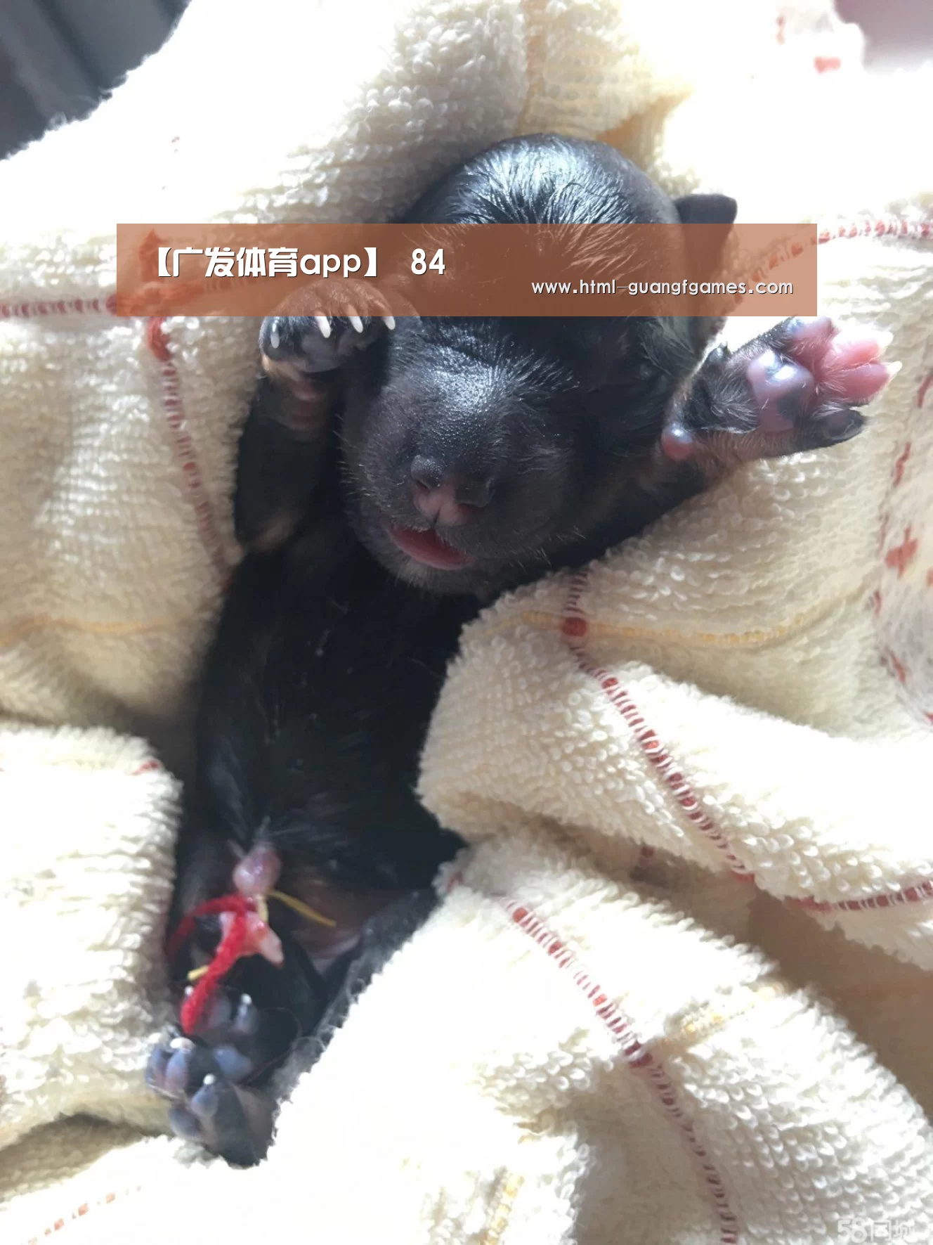 【广发体育app】
84(图3) 广发体育app